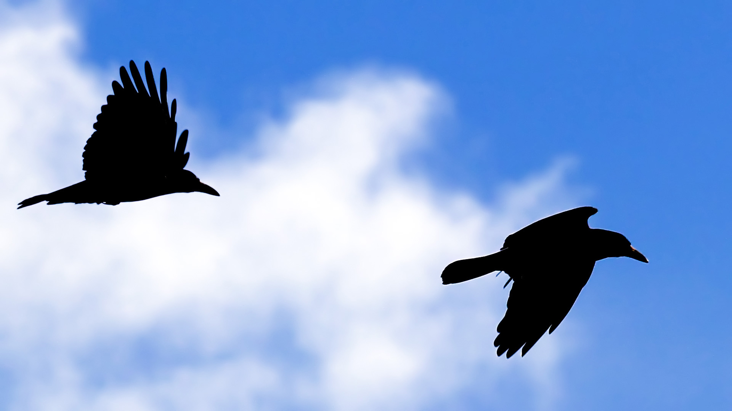 Kraehen im Flug